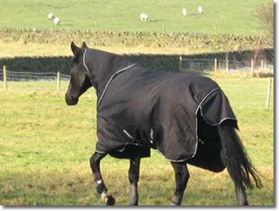 Horseware
