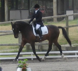 Indi at Marlton Stud