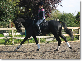 Taueus in canter