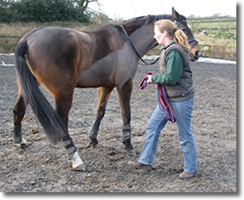 V Spalding horse physio