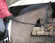 Loop Reins