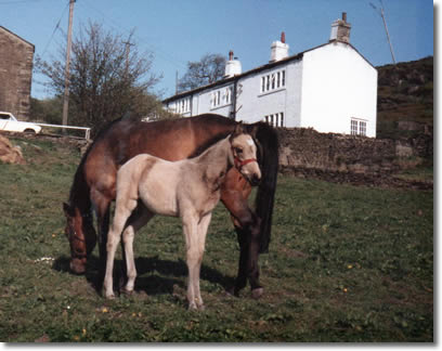 Prel as a foal
